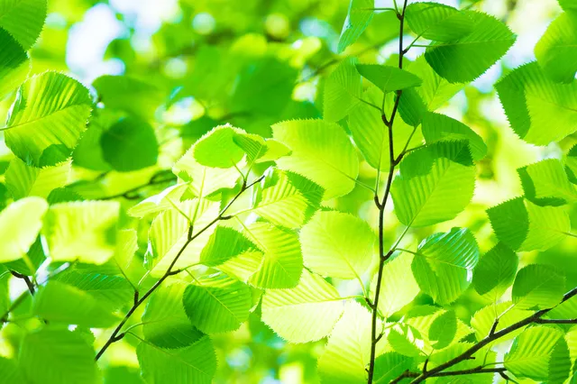 目と自律神経の疲れを癒すカラーセラピー的アプローチ｜上越市・伊東整骨院の温活ケア