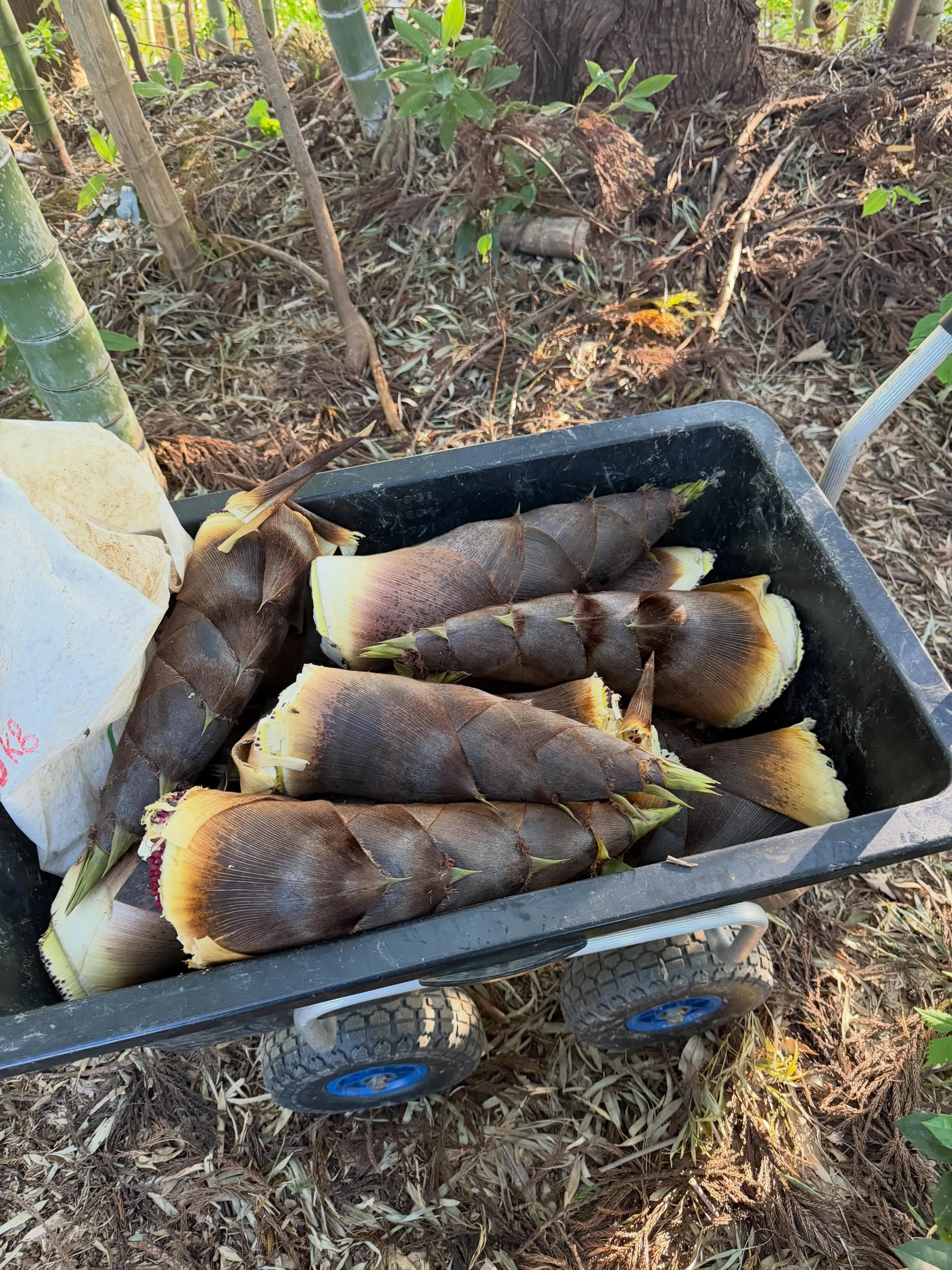 【大好評企画第二弾🌿】